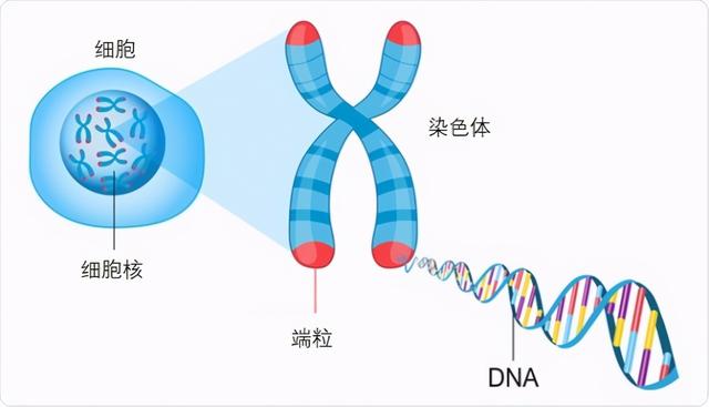 龙虾的寿命有多长时间，龙虾真的可以永生吗？