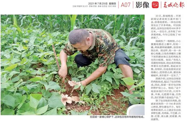 云南的鸡枞菌哪里的最多？