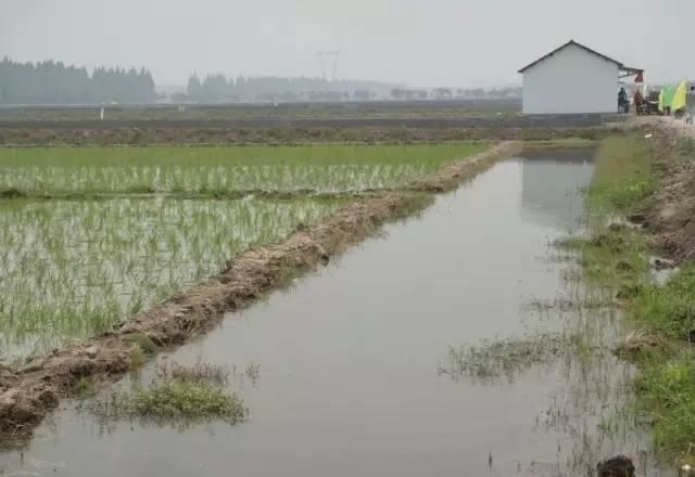 养殖小龙虾一亩需要投资多少钱