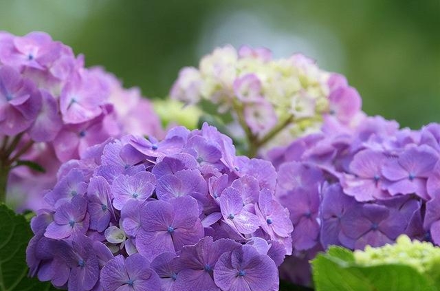 粉色绣球花花语是什么