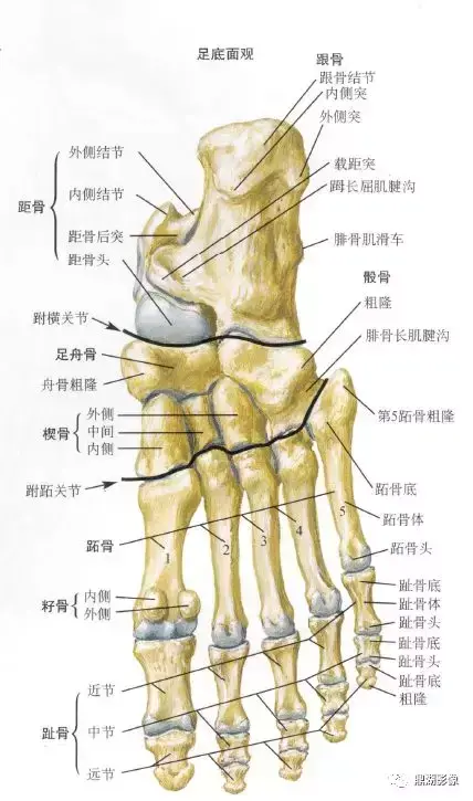 脚的各个部位详细图