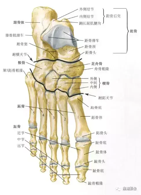 脚的各个部位详细图