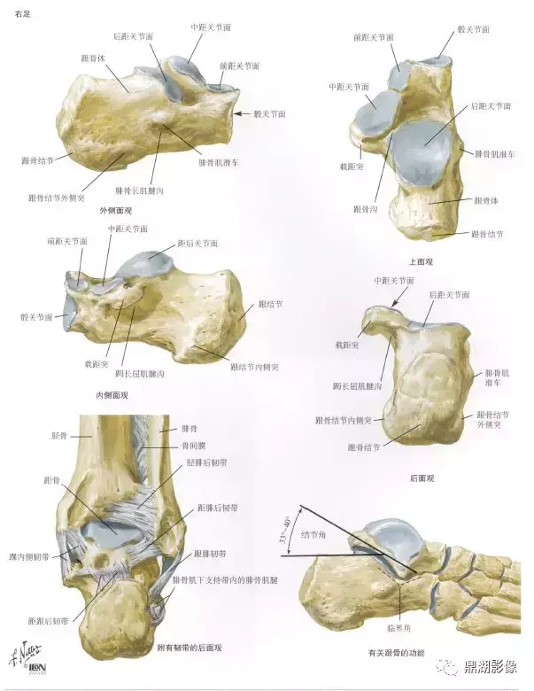 脚的各个部位详细图