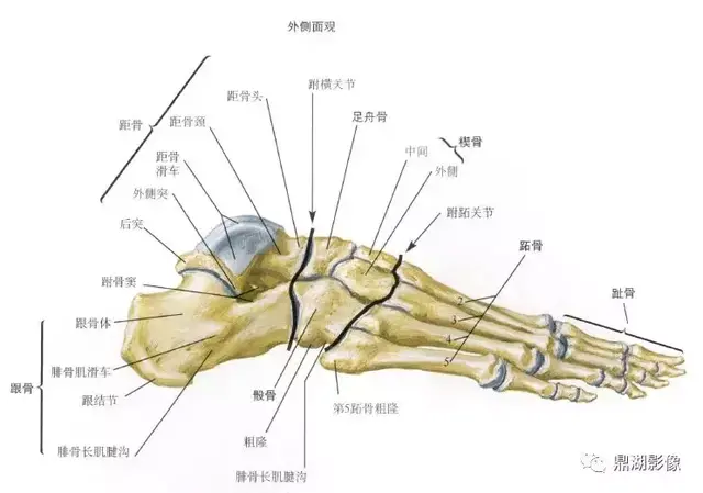 脚的各个部位详细图