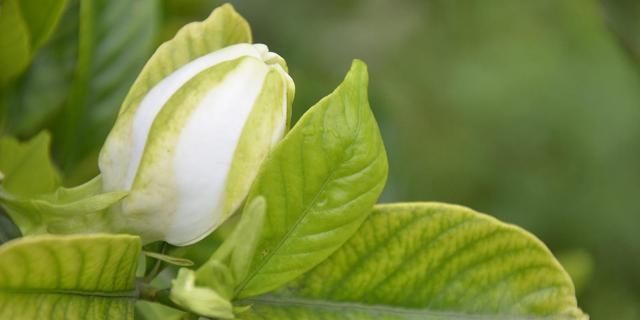 栀子花什么时候修剪比较好(栀子花正确修剪方法）