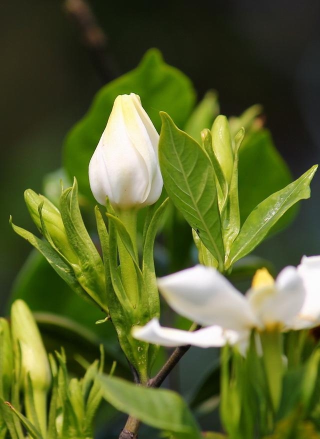 栀子花什么时候修剪比较好(栀子花正确修剪方法）