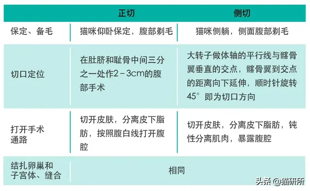 母猫绝育是切哪里