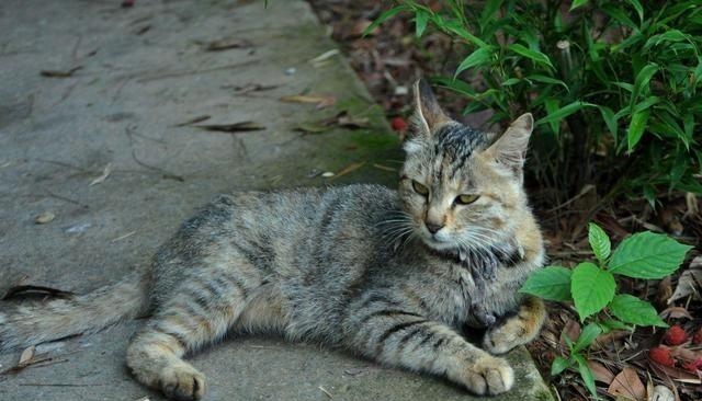 猫可以和什么花一起养（可以和猫咪一起养的花草介绍)