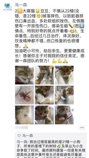 猫会从高楼跳下去吗为什么