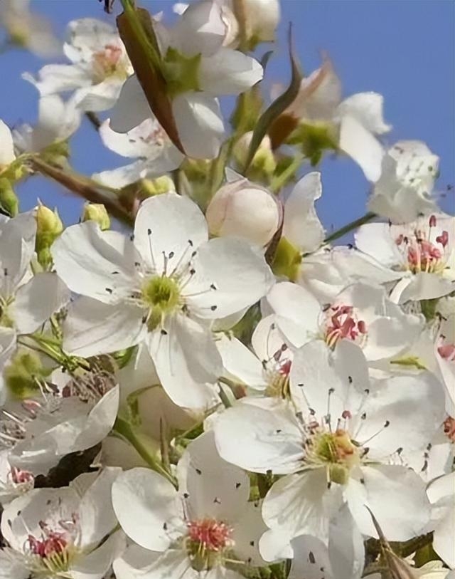 春天有哪些花开最多