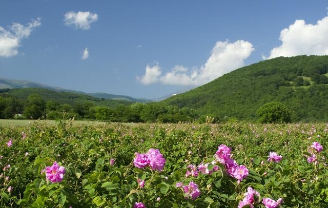 鲜花一直放会变干花吗