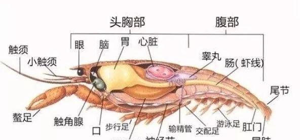 龙虾脑袋里面的黄黄的东西是什么