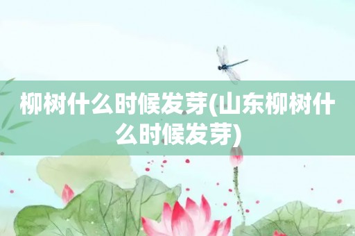 柳树什么时候发芽(山东柳树什么时候发芽)