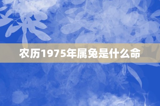 农历1975年属兔是什么命