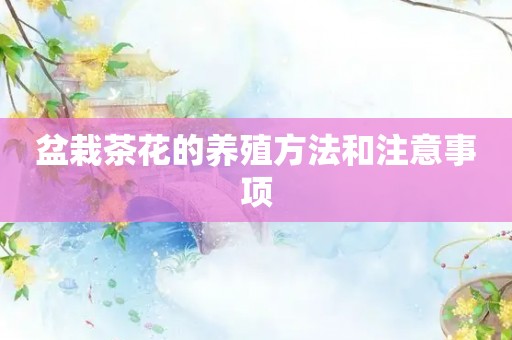 盆栽茶花的养殖方法和注意事项