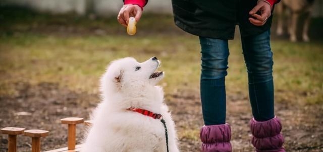 萨摩耶寿命一般多少年(影响萨摩耶寿命的原因分析）